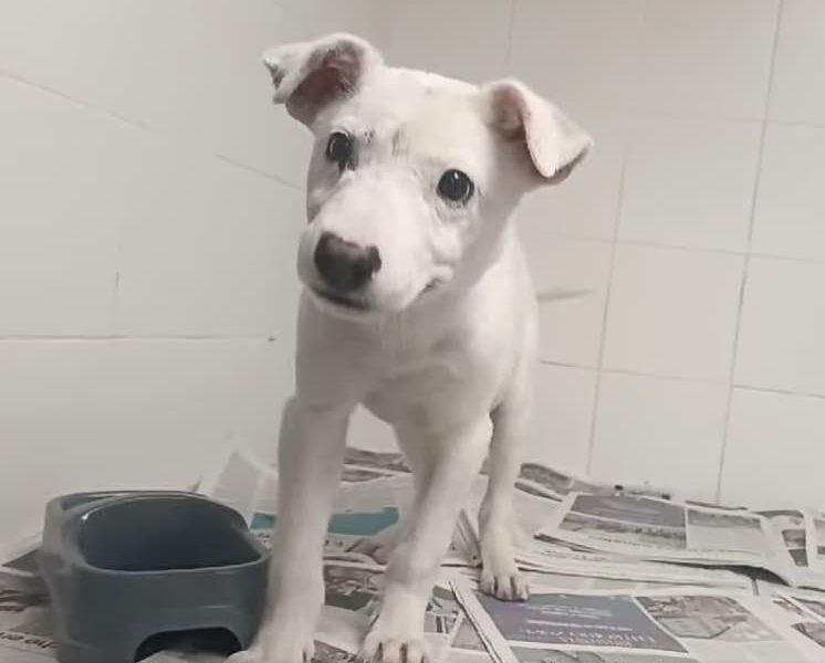 Adopción de cachorro urgente