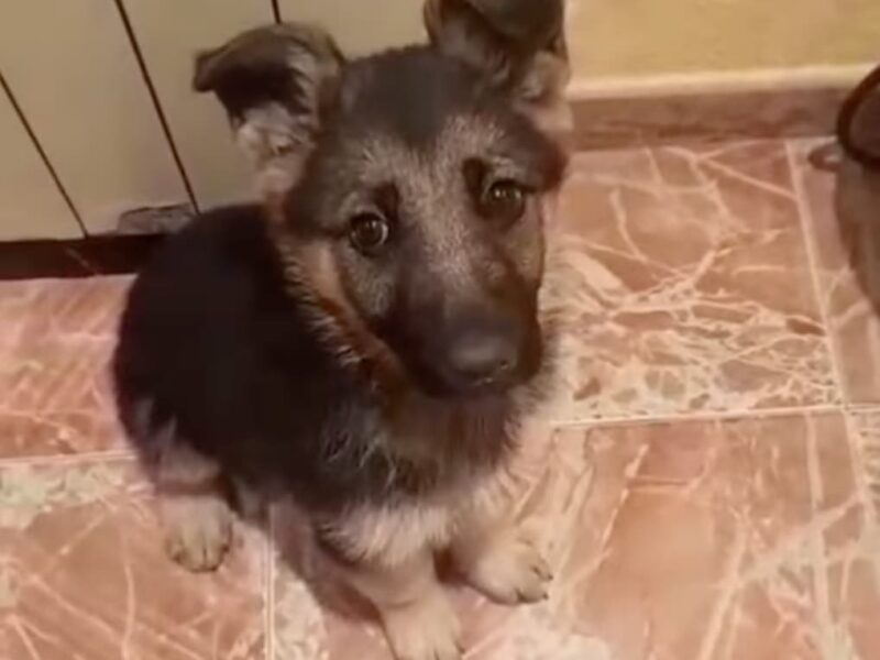 En adopción, Barcelona y alrededores