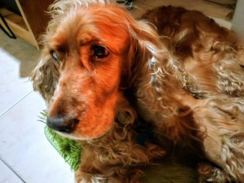 en adopcion cocker spaniel Simon