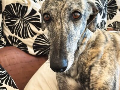 Galga atigrada preciosa en adopción