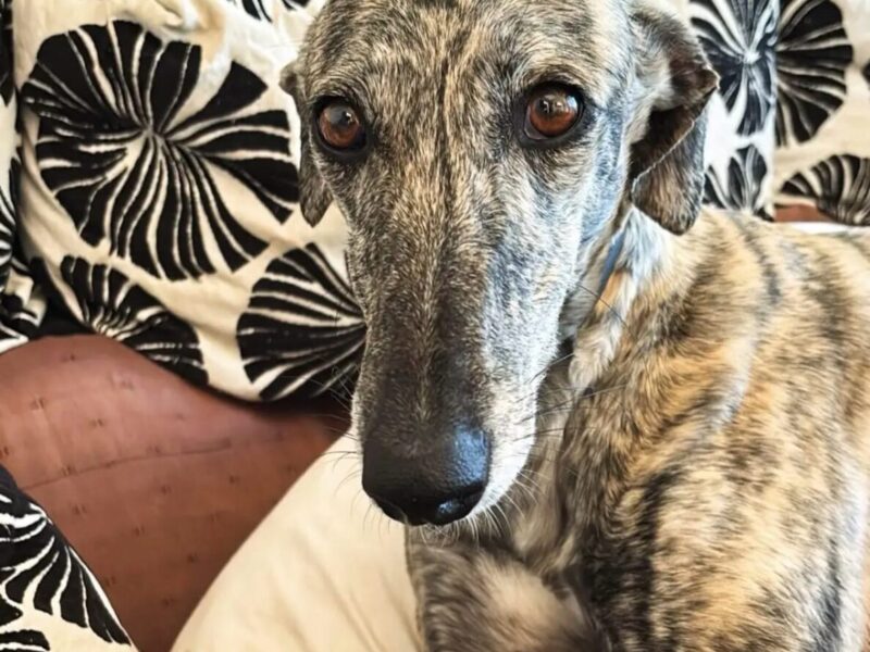 Galga atigrada preciosa en adopción