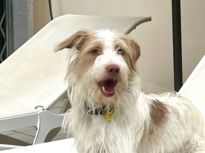 Boby busca adopción