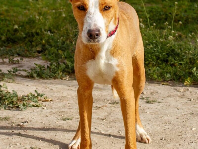 Perrita en adopción en España