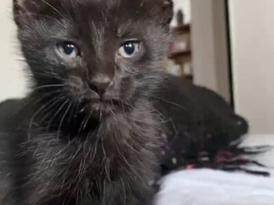 Gatito en adopción