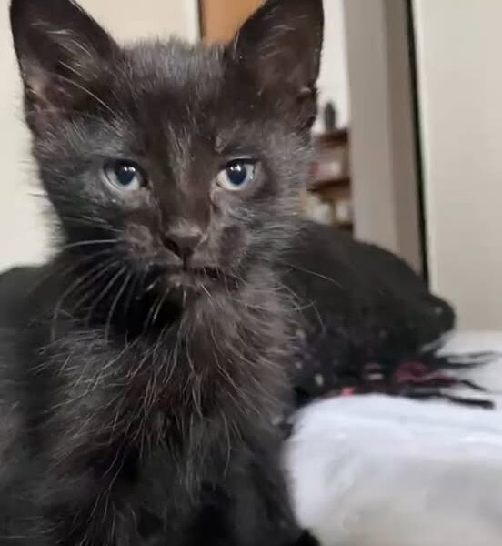 Gatito en adopción