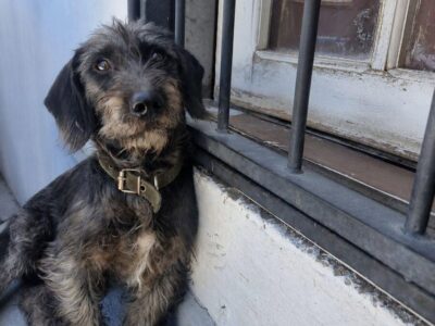 Perrito en adopción responsable