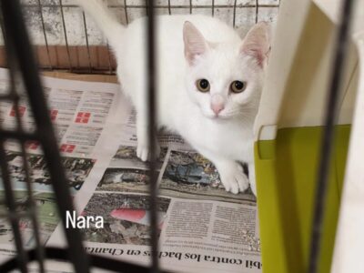 Gatitos para adopción en Galicia
