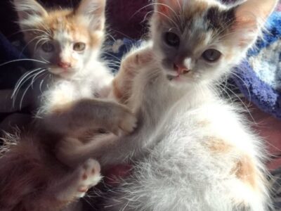 Gatitos para adopción en Salta