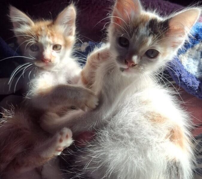Gatitos para adopción en Salta
