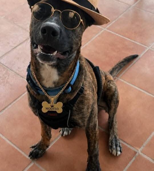 Perrito en adopción en Málaga