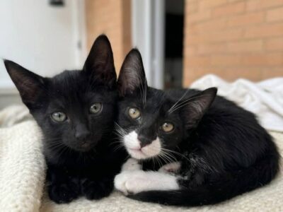 Gatitas buscan adopción