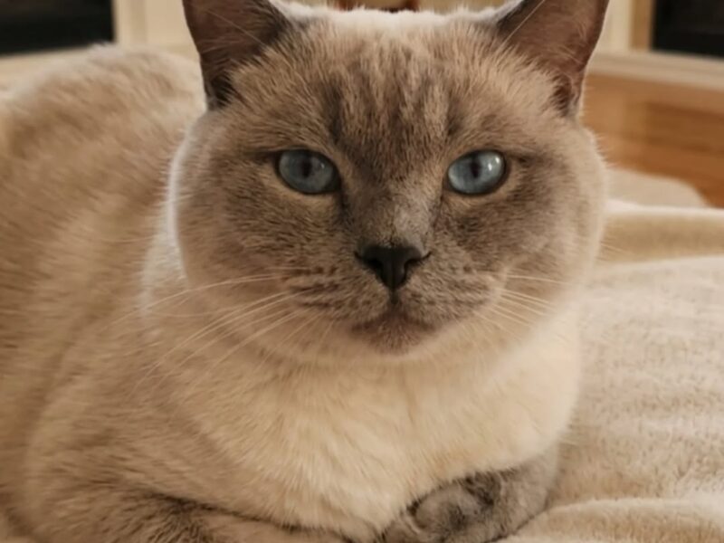 Siam Gatito en Adopción