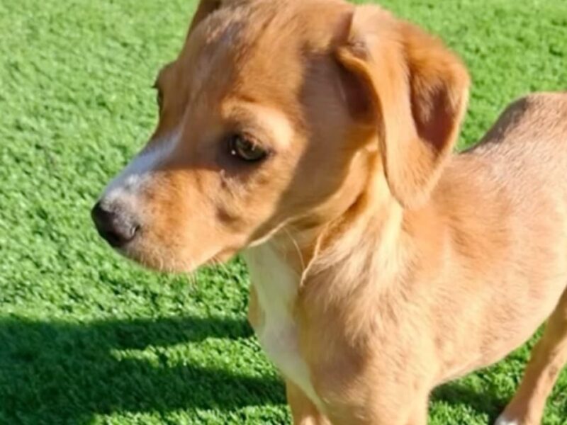Adopción en Madrid