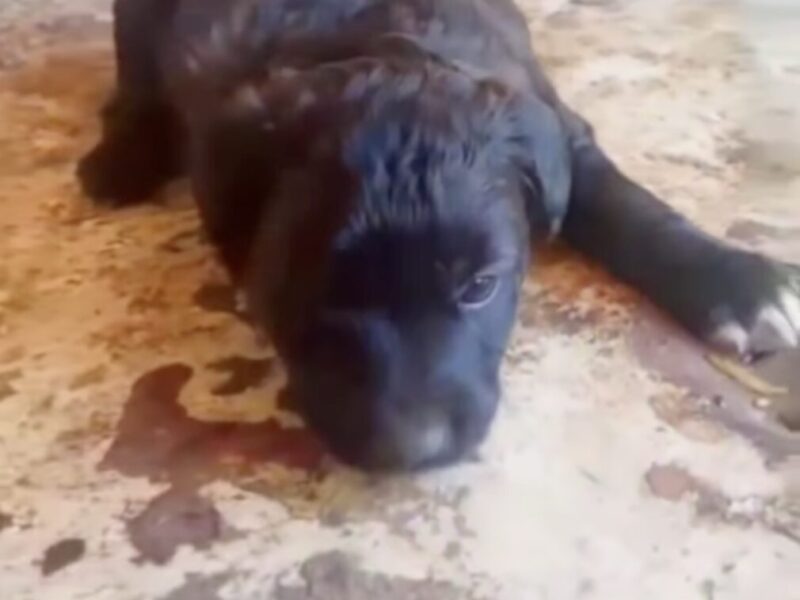 Perritos en Adopción en España