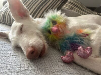 Perrita en adopción