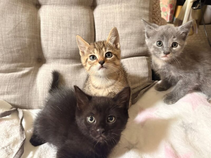 Gatitos en adopción en Orocovis
