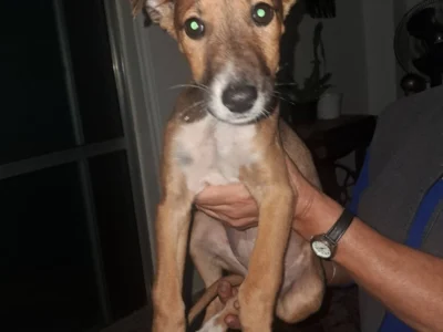 Perrita en adopción en Córdoba