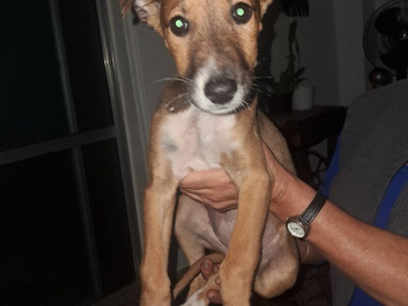 Perrita en adopción en Córdoba