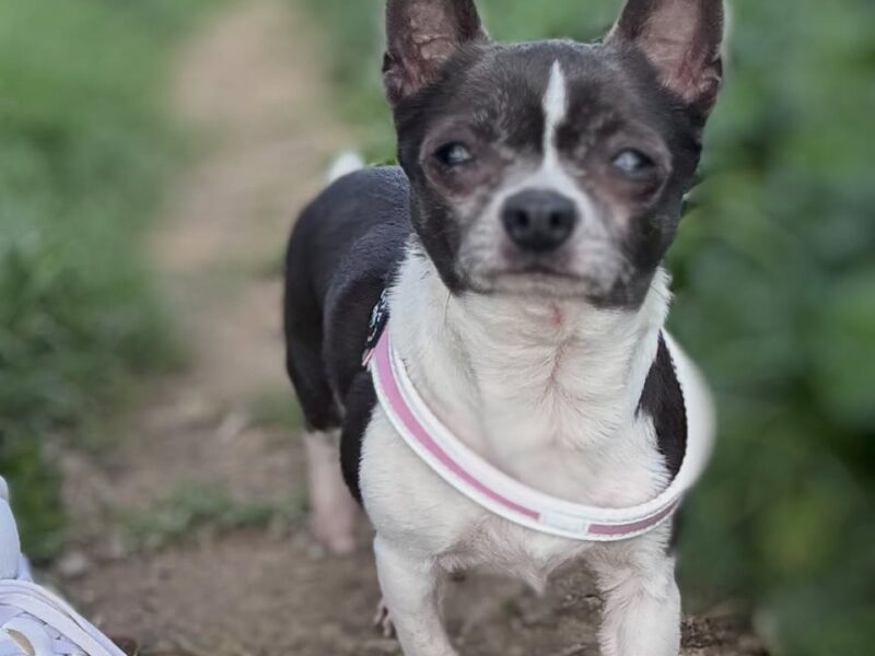 Perrita en adopción en Sevilla