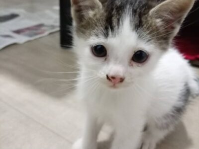 Tres gatitos en adopción