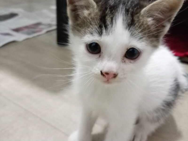 Tres gatitos en adopción