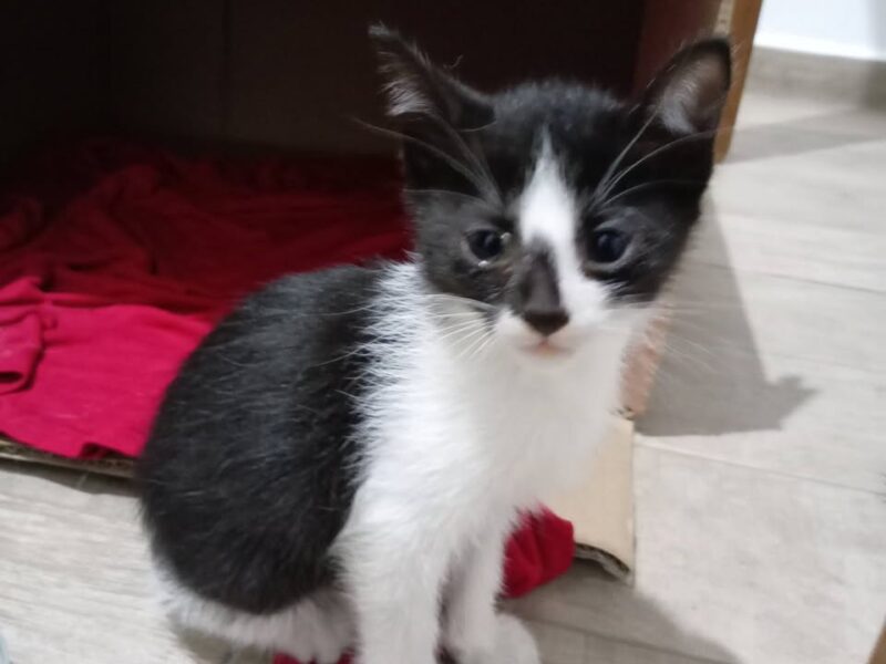 Tres gatitos en adopción