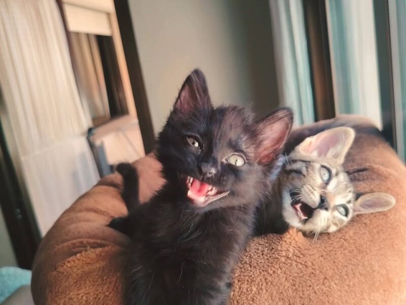 Gatitos en adopción en Málaga