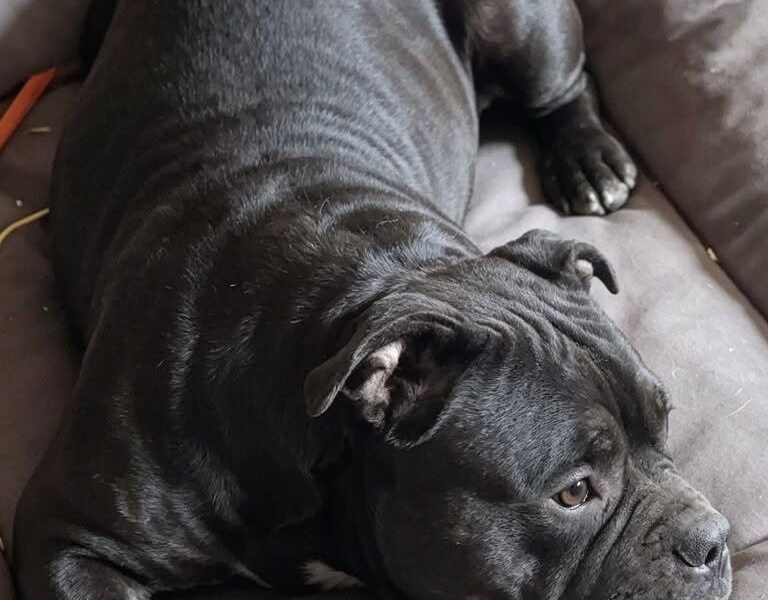 Perro en adopción en Córdoba