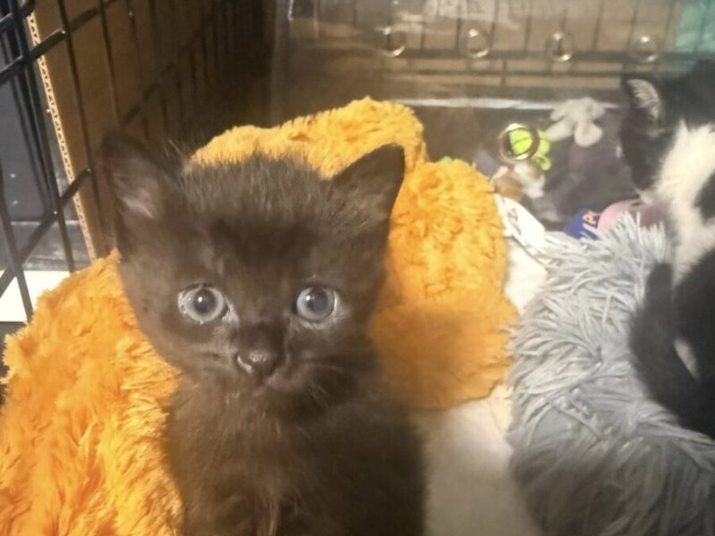 Gatita en adopción en Madrid