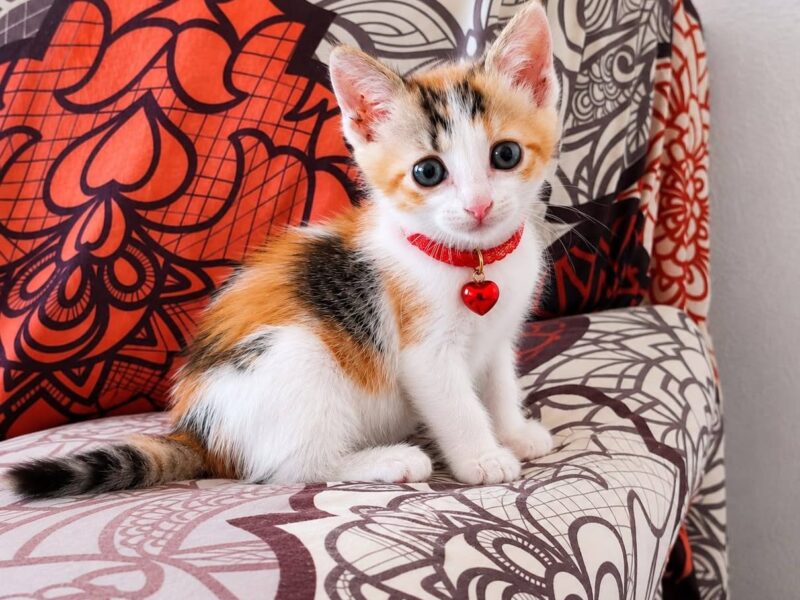 Gatita en adopción en Murcia