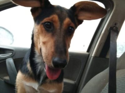 Perrita en adopción en Córdoba