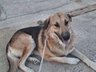 Perrito en adopción en Málaga