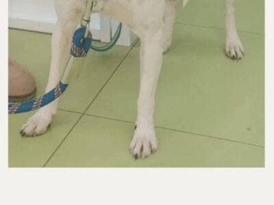 Tres perritos en adopción