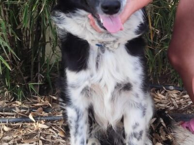 Perrito en adopción en Valencia