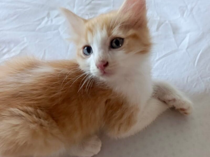 Gatitos en Adopción en México