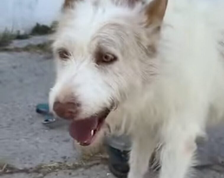 Perrito en Adopción en España