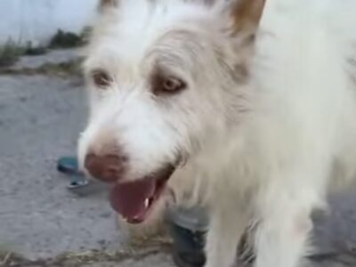 Perrito en Adopción en España