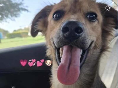 Perrita en adopción en México