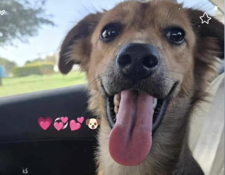 Perrita en adopción en México