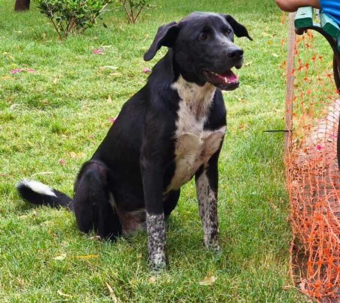 Hercules en adopción