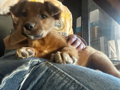 una pequeña princesa en busca de hogar