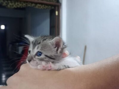 Gatitos en Adopción en Resistencia