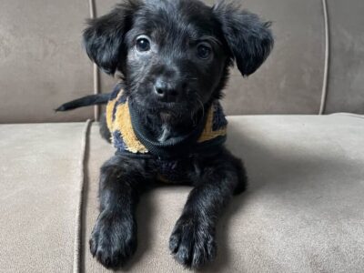Perrita en Adopción en Argentina