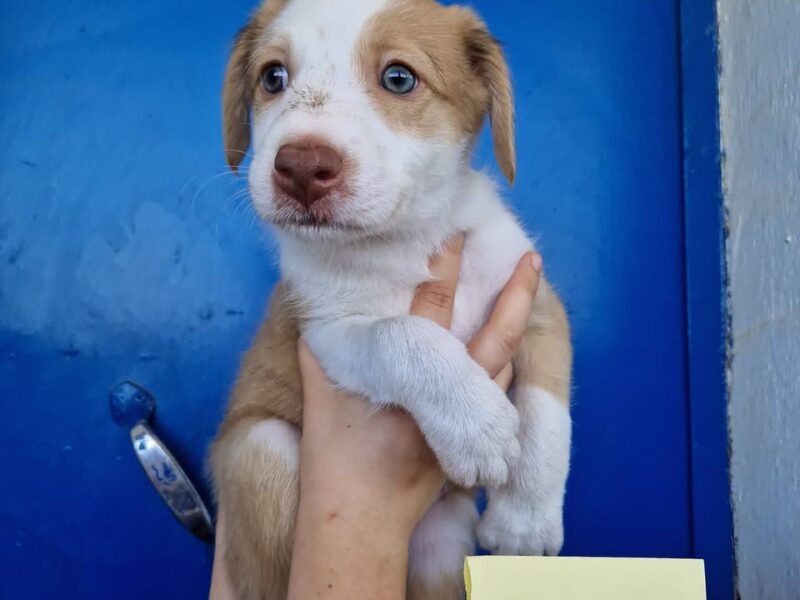 Cachorro en adopción en España