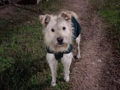 Adopción en Buenos Aires