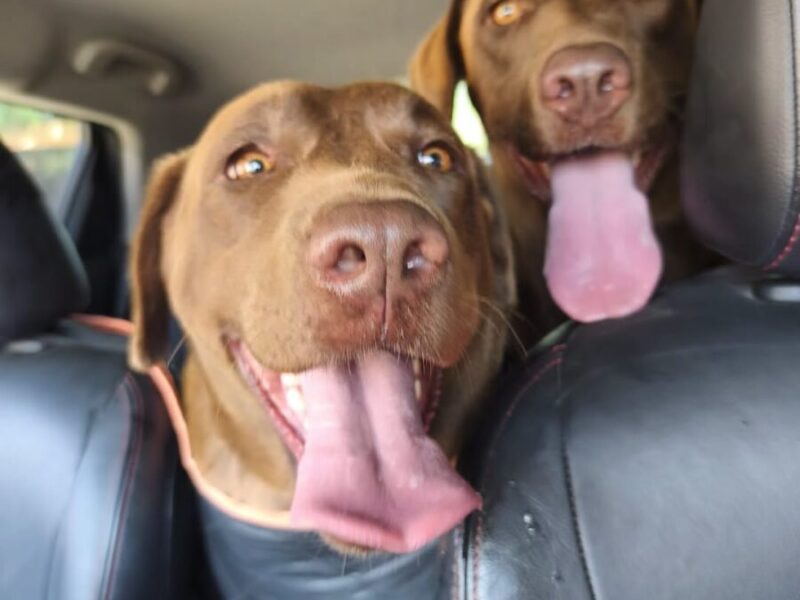 Labradores en adopción en España