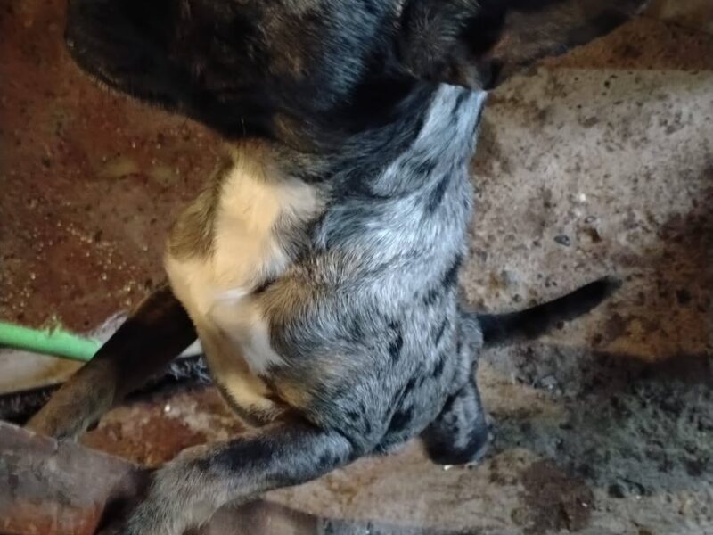 Perrito en adopción en Santiago