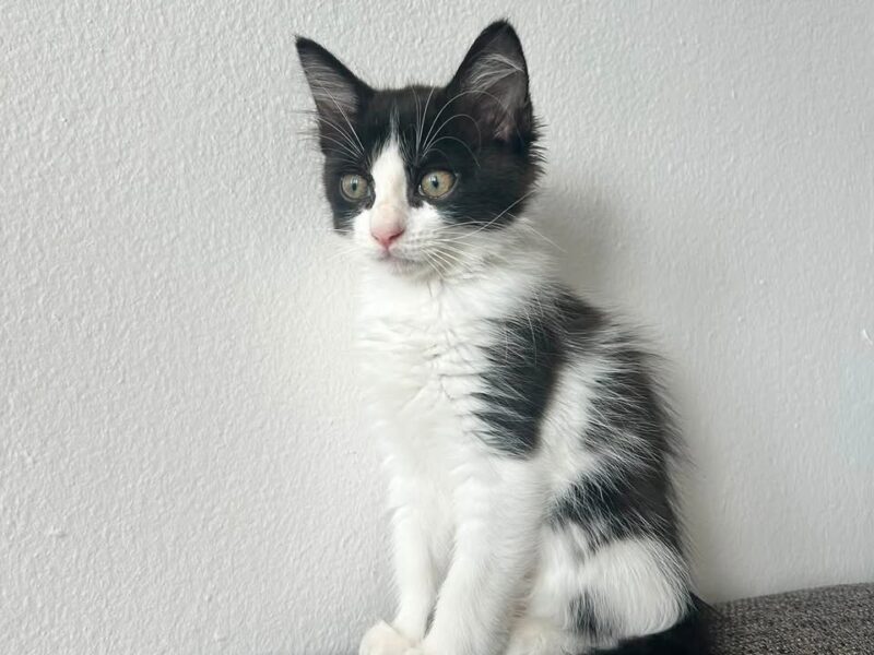 Gatito en adopción en Puerto Rico
