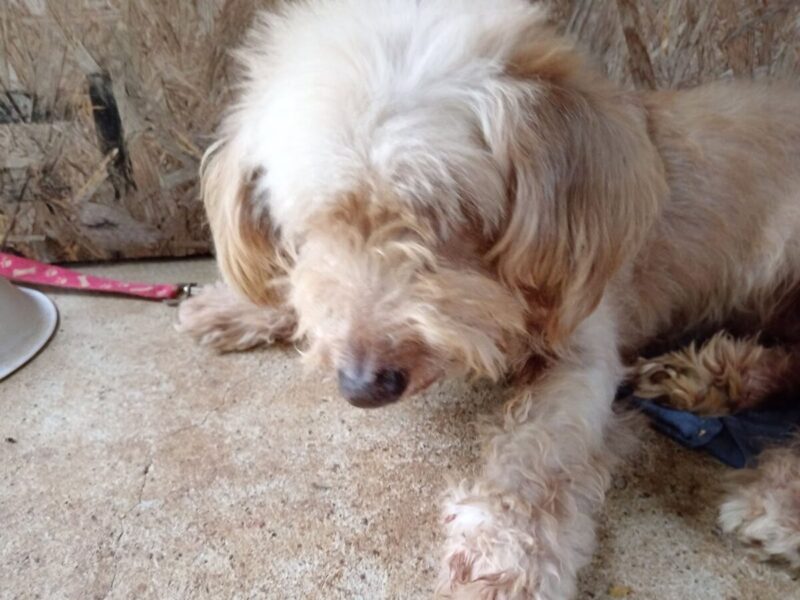 Perrita en adopción en Panamá