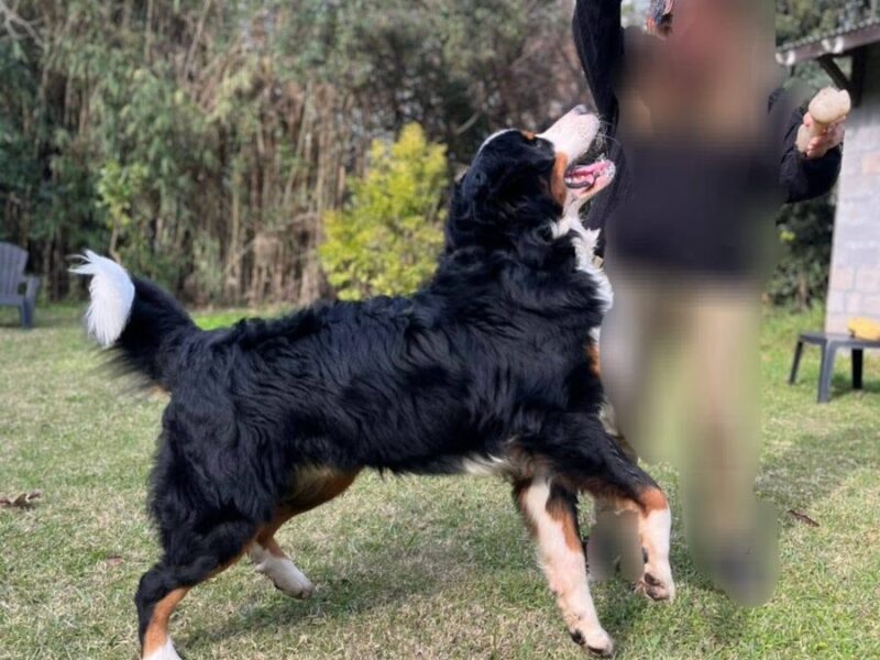 Perrito en Adopción en Argentina